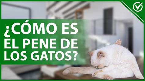 penes de gato|Características anatómicas y enfermedades comunes del pene。